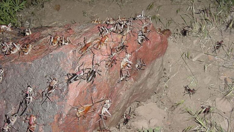 Mormon Crickets Are Devouring, Well, Everything In Elko, Nevada