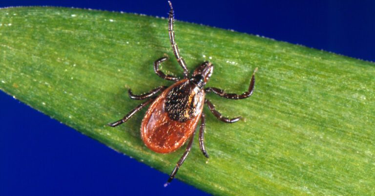 Mumps, A Tick Borne Disease, Is On The Rise In The