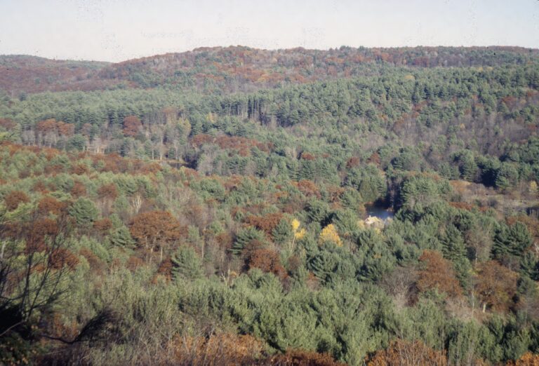 The Forests Of The Northeastern Us Have Been Transformed By