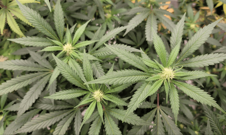 Three Northeastern States Set Monthly Marijuana Sales Records In July