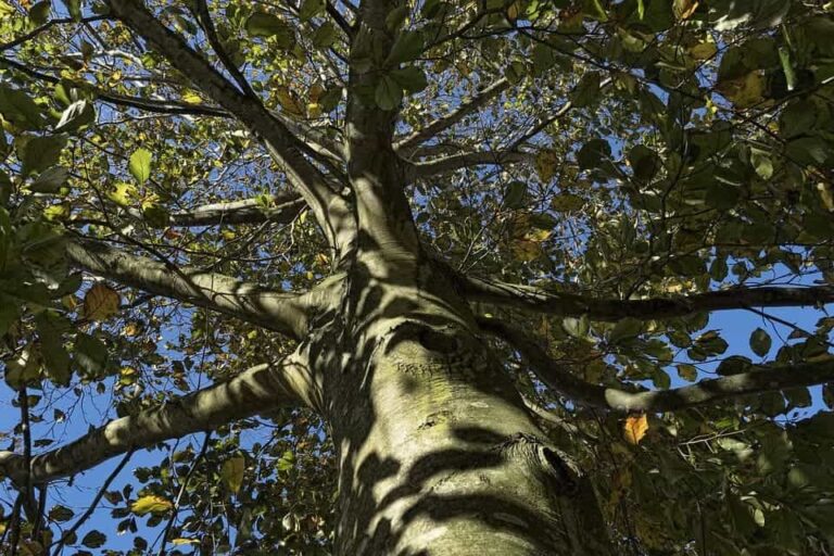 Beech Trees Are Flourishing In The Northeastern United States Because