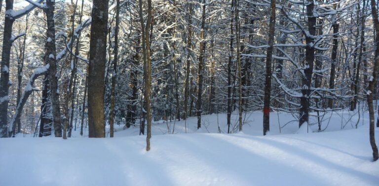 Climate Change Shrinks Winter Snowpack, Which Damages Northeast Forests Year Round