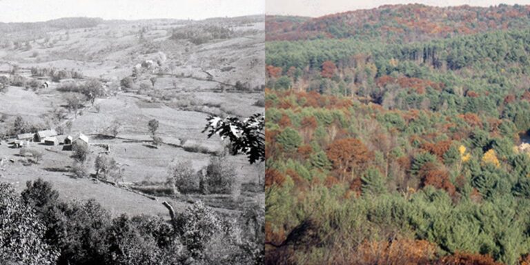 Northeast Us Forest Transformation