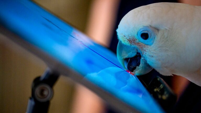 Parrots Making Video Calls Teach Researchers A Valuable Lesson