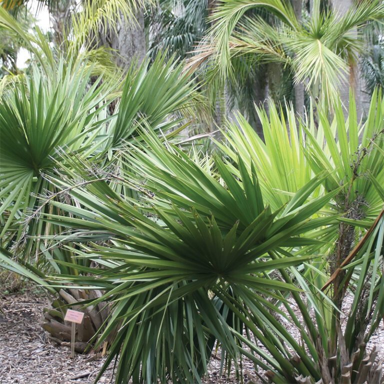 6 Fun Facts About Palmetto Dwarf | Myrtle Beach, Sc