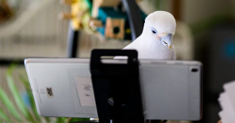 Can Parrots Chat Via Video Chat? The Experiment Shows How