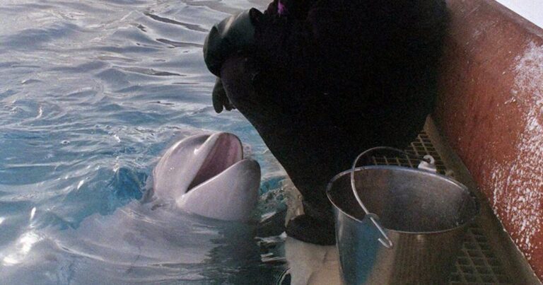 Marineland Is Accused Of Violating The "free Willy" Act.