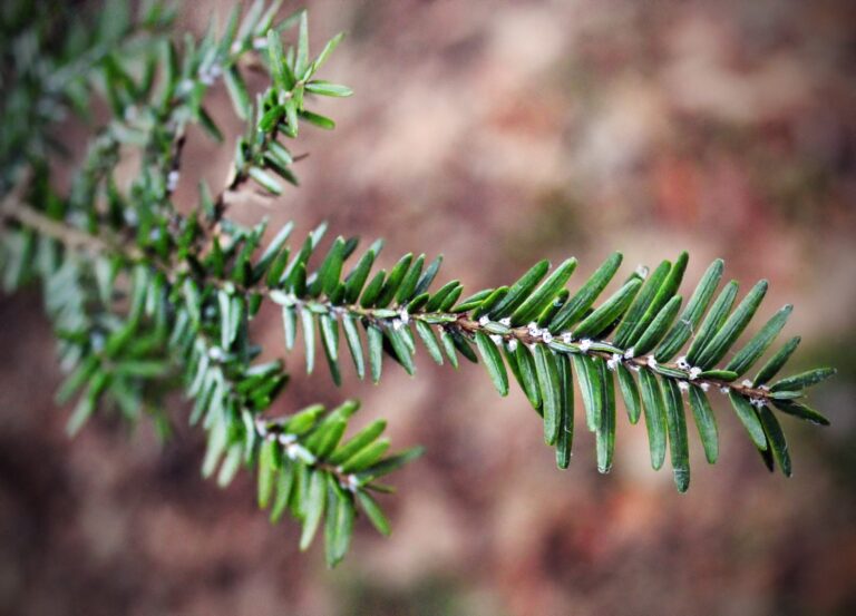 Fueled By Climate Change, Invasive Species Threat Looms In Us