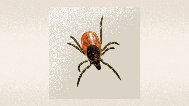 The Deer Tick Disease Babesiosis Is Now Endemic In The