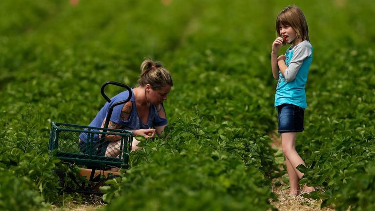 Strawberry Season In Northeast Wisconsin Is Coming In A Week